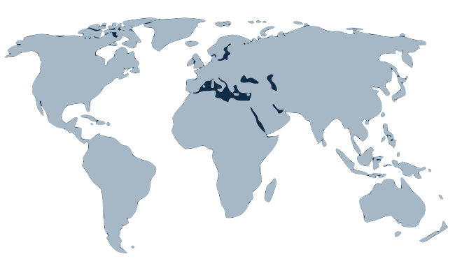 World Map